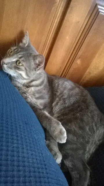 chat reunited   81390 Briatexte Billy