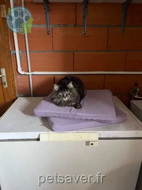 gatto reunited   81370 Saint-Sulpice-la-Pointe Captain