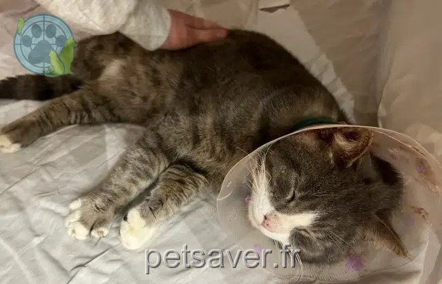 chat reunited   81000 Albi Charles