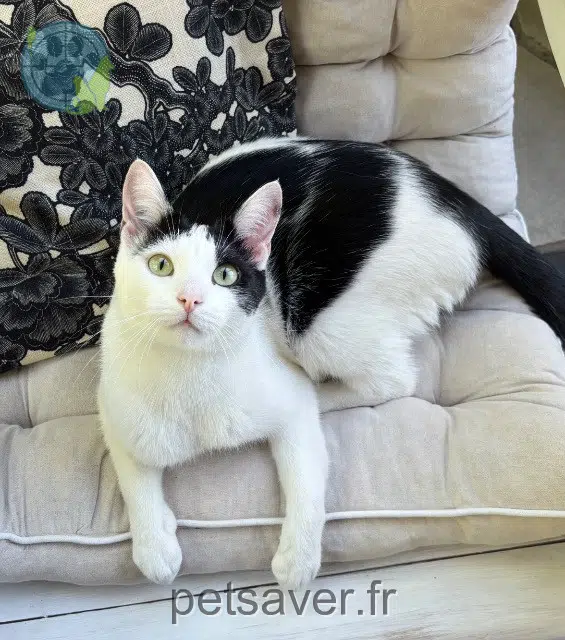 chat reunited   81000 Albi Dobby