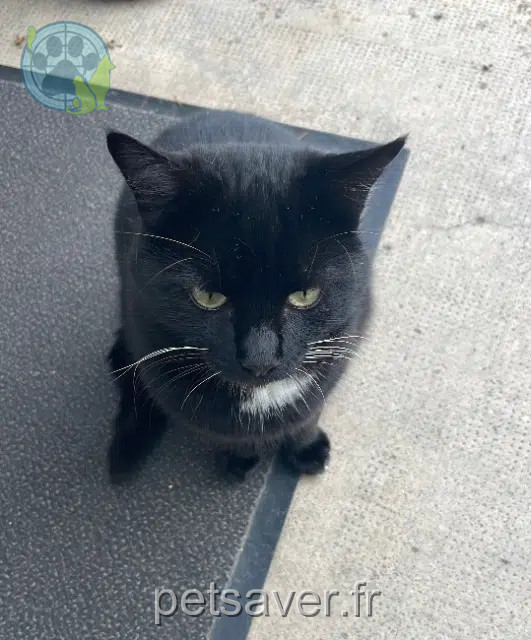 chat reunited 81430 Ambialet Fripouille