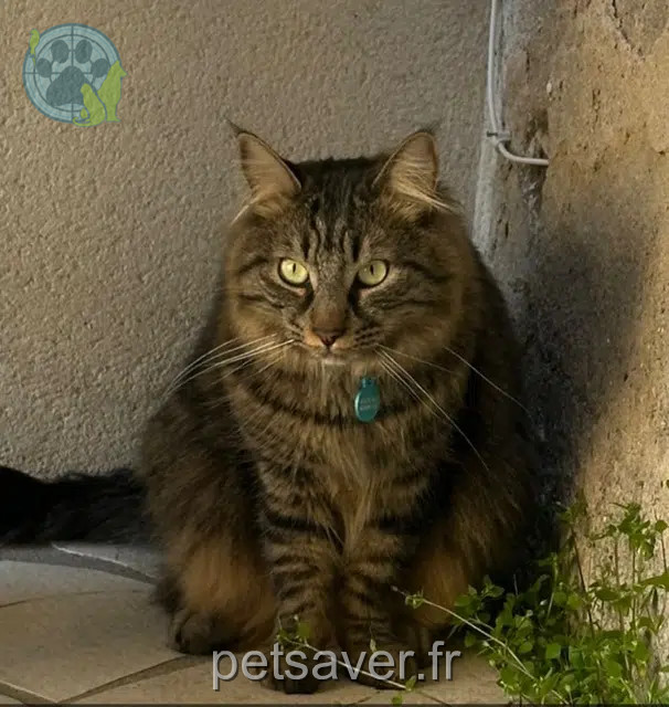 chat reunited   81700 Puylaurens Goku