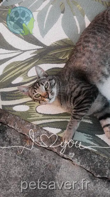 chat reunited   81660 Payrin-Augmontel Gucci