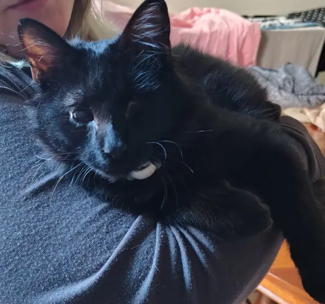 chat reunited   81300 Graulhet Jackjack