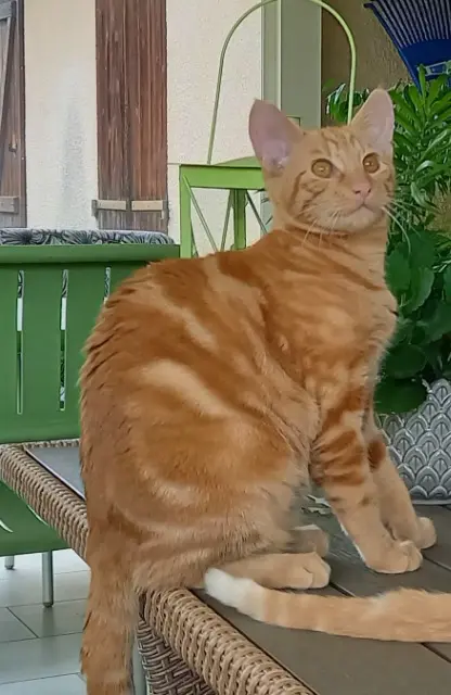 chat reunited   81990 Le Sequestre Vulcain