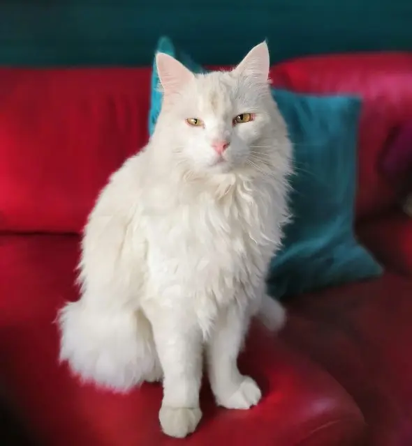 chat reunited   81600 Gaillac MARCEL