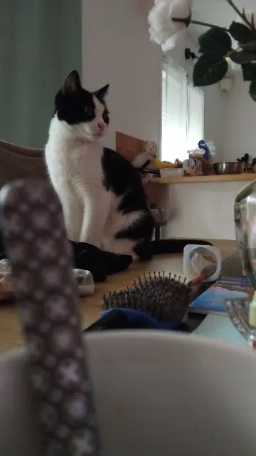 chat reunited   81160 Arthès Ninou