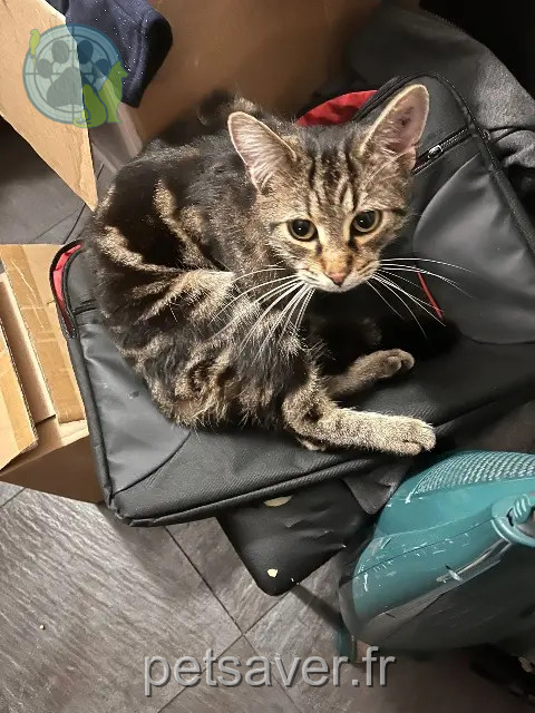 chat reunited 81330 Lacaze Noopy