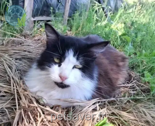 chat reunited   81710 Saïx Oreo