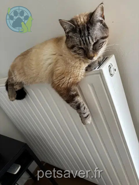 gatto reunited   81000 Albi Orion