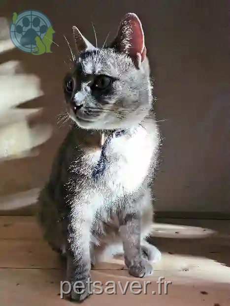 Chat Trouvé 81 Tarn - Oslo Chat Trouvé 81 Tarn - Oslo