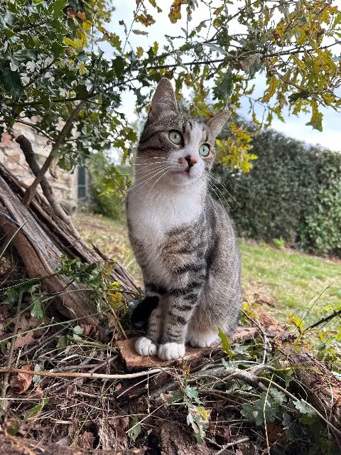 chat reunited   81660 Pont-de-Larn Tigrou