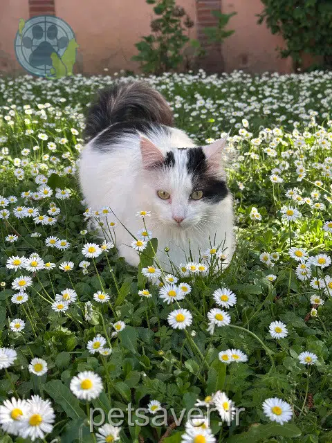 chat reunited 81000 Albi Riki