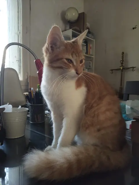 chat reunited   81100 Castres Ruki