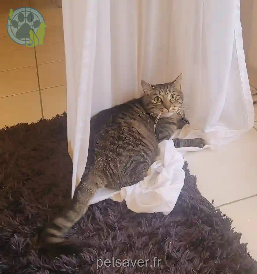 Chat Perdu 81 Tarn - Salam Chat Perdu 81 Tarn - Salam