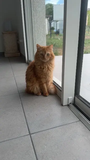 chat reunited   81600 Gaillac Simba