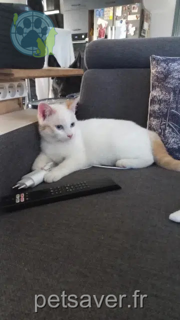 chat reunited   81500 Lavaur Snow