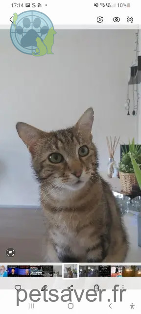 chat reunited   81260 Brassac Speedy