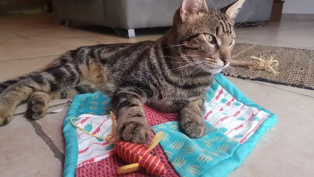 chat reunited   81700 Puylaurens Tigrou