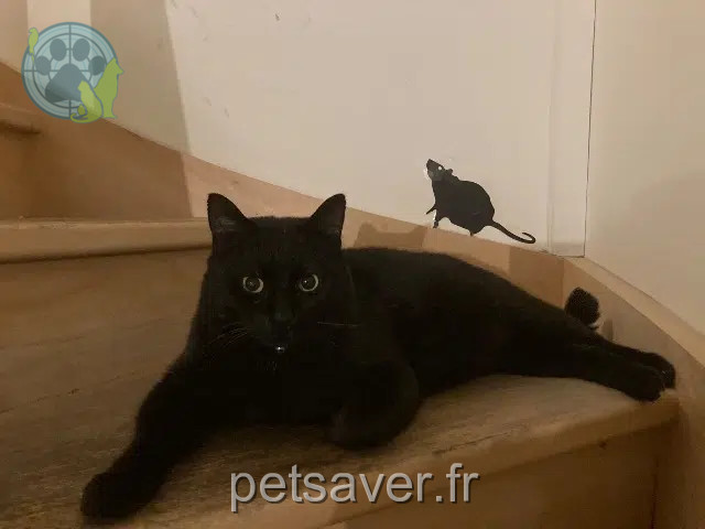 chat reunited   81600 Gaillac Tommy