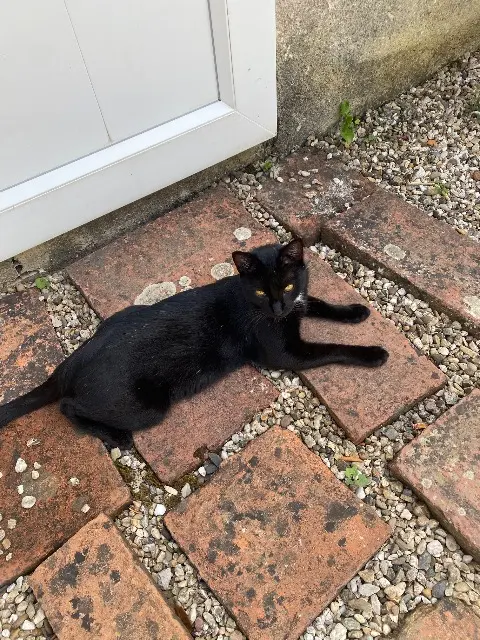 chat reunited   81000 Albi Yoko