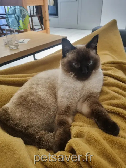 Kater reunited   82600 Verdun-sur-Garonne Coco