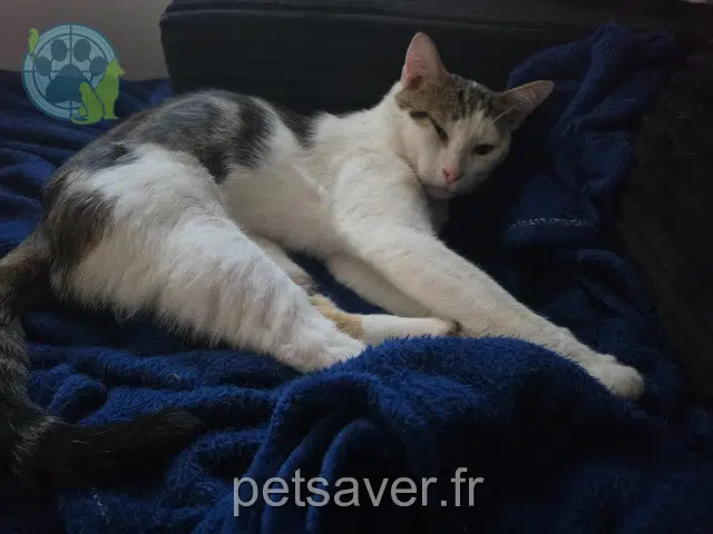 chat reunited 82000 Montauban César