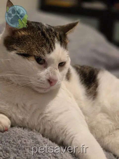 chat reunited 82000 Montauban César