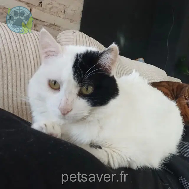 chat reunited   82000 Montauban Flocon