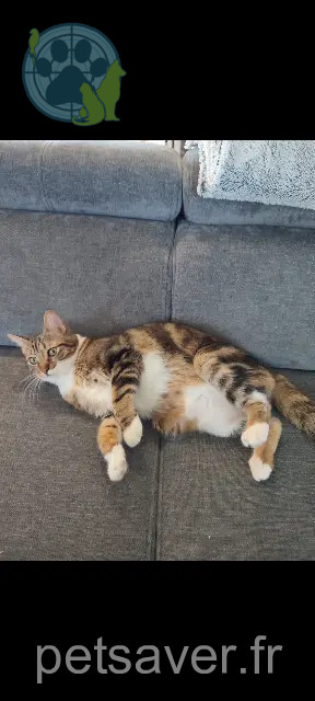 chat reunited   82290 Lacourt-Saint-Pierre Kanaï