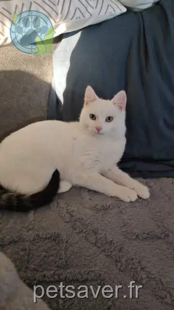 Kater reunited   82170 Dieupentale P'tit biscuit