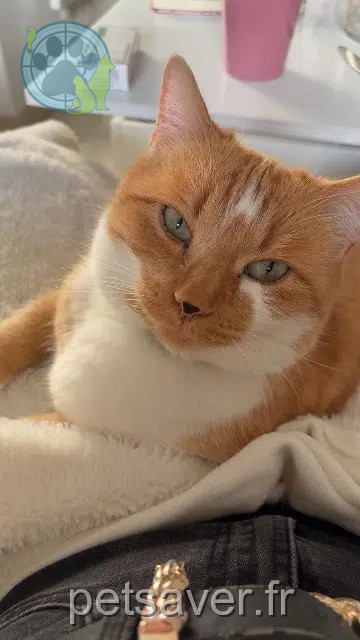 chat reunited   82700 Montbartier Potter