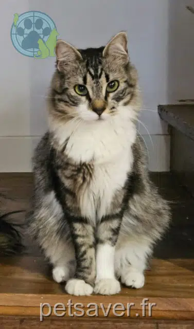 chat reunited   82710 Bressols Péco