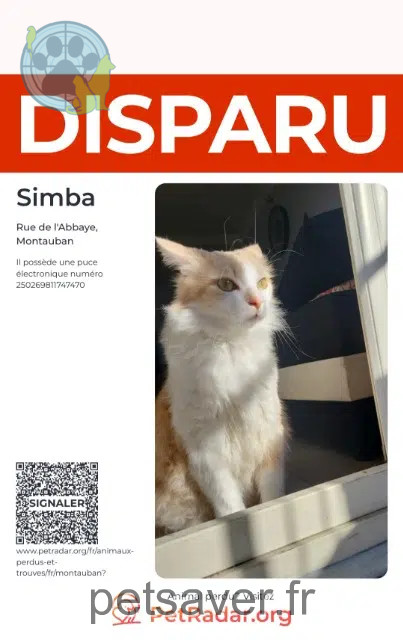 Kater reunited   82000 Montauban Simba