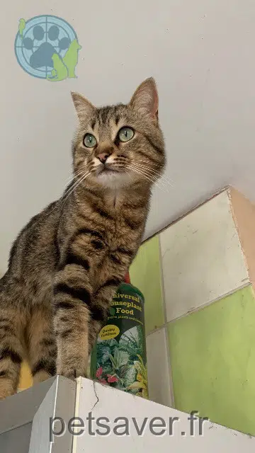 chat reunited   82000 Montauban Tom