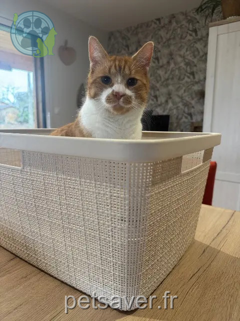 chat reunited   82710 Bressols Ulysse