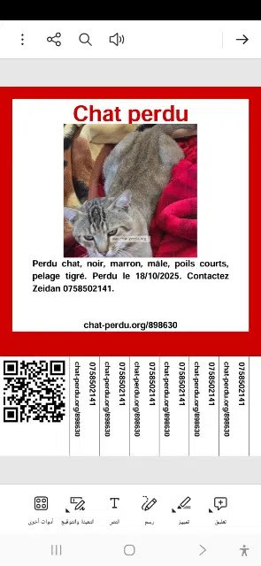 chat reunited   82400 Valence Koky