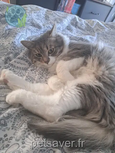 chat reunited   83460 Les Arcs Astra
