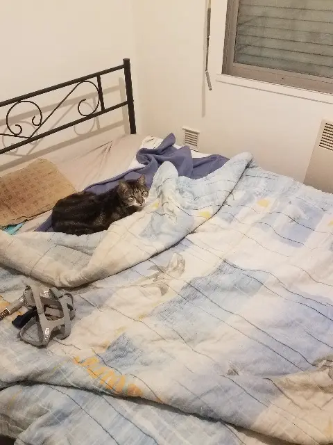 chat reunited   83980 Le Lavandou AUSTIN