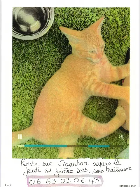 chat reunited   83550 Vidauban Azur