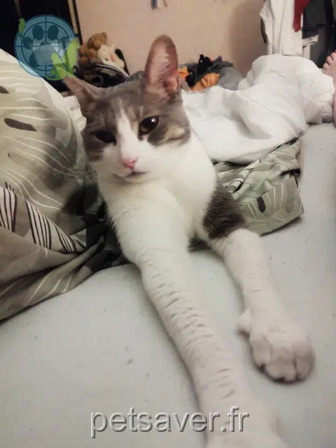 chat reunited 83520 Roquebrune-sur-Argens Balboa