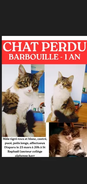 chat reunited    Saint-Raphaël BARBOUILLE