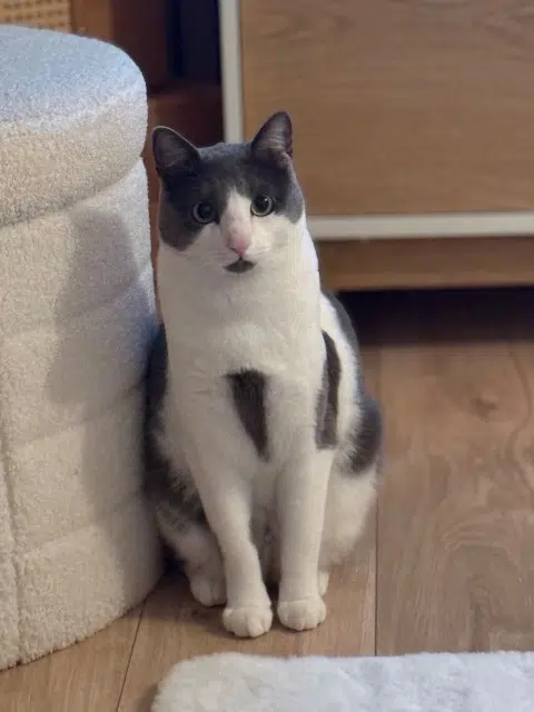 chat reunited    Fréjus Boo