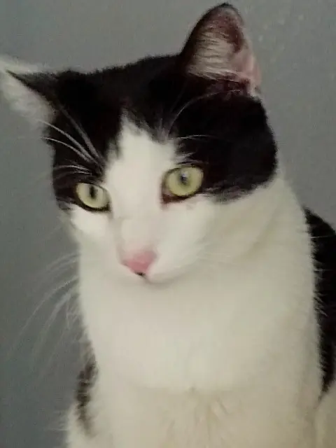 chat reunited   83500 La Seyne-sur-Mer Calis