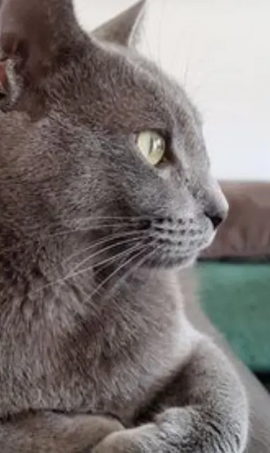 chat reunited    Roquebrune-sur-Argens Charly