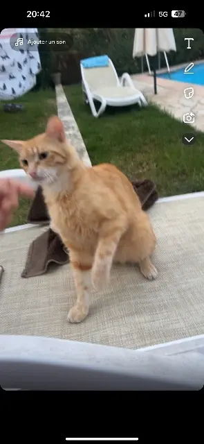 chat reunited   83500 La Seyne-sur-Mer Chicago