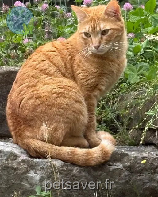 chat reunited 83440 Fayence Crousti