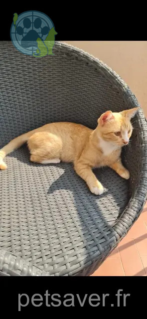 chat reunited Roquebrune-sur-Argens Doudou