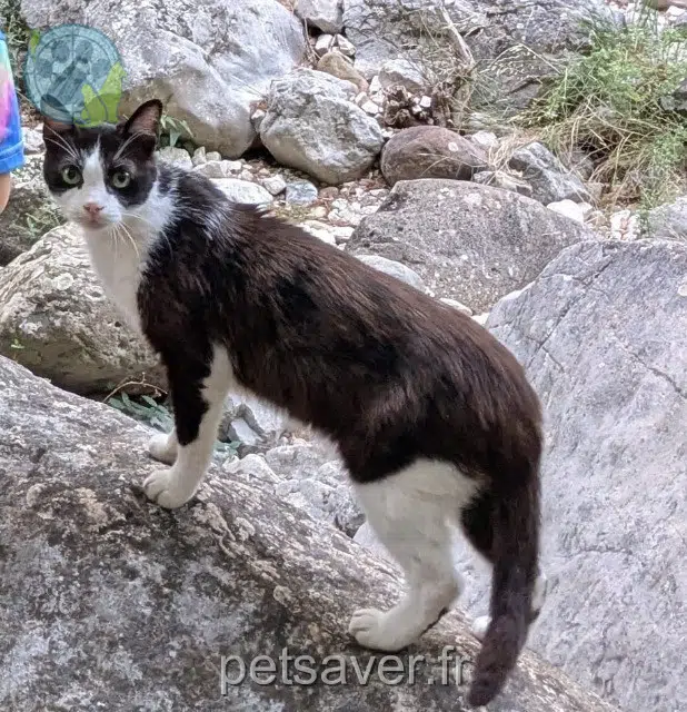 gatto reunited   83190 Ollioules Felix