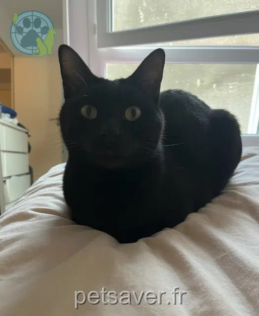 chat reunited   83130 La Garde Flash